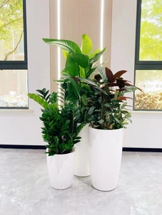 专业盆景租摆,领略宁波独特魅力